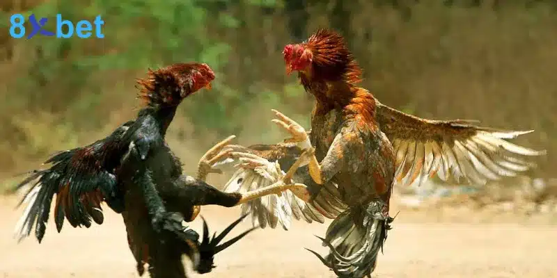 Bí Quyết Cá Cược Đá Gà Thomo Tăng Cơ Hội Chiến Thắng 6 Bí quyết hiệu quả khi tham gia cá cược đá gà Thomo