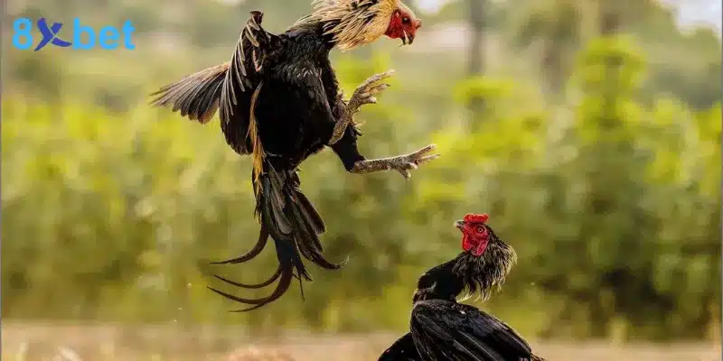 Bí Quyết Cá Cược Đá Gà Thomo Tăng Cơ Hội Chiến Thắng 5 Cách tính điểm trong giải đấu đá gà Thomo