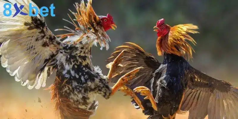 Đá gà trực tiếp - Giải trí kịch tính và đổi đời nhanh chóng 6 Cần nắm rõ luật đá gà trực tiếp để có phương án cá cược thích hợp