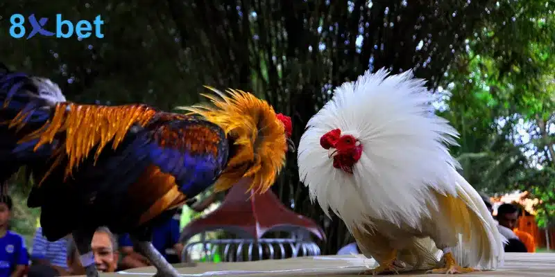 Đá gà cựa dao - Trải nghiệm các trận đấu kịch tính, hấp dẫn 4 đá gà cựa dao từ philippines nổi bật với chiến kê gắn lưỡi dao sắc bén vào cựa