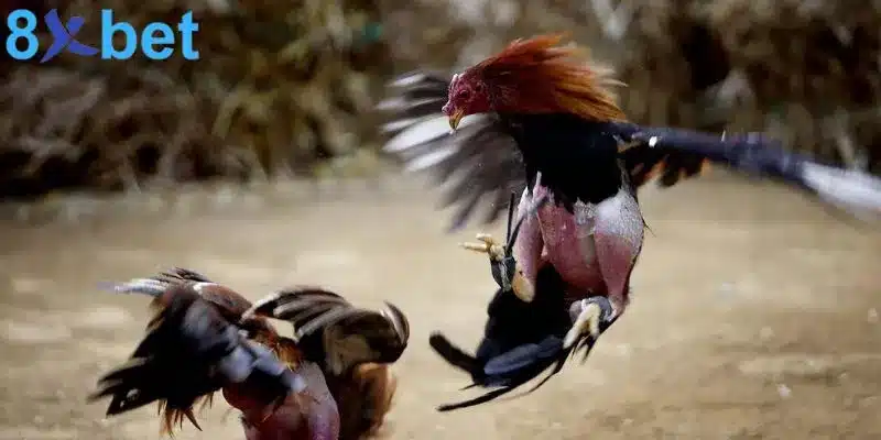 Đá gà trực tiếp - Giải trí kịch tính và đổi đời nhanh chóng 3 Đá gà mạng trực tiếp cung cấp những trận đấu vô cùng hấp dẫn